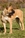 Haida - Triola Cane Corso